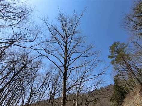 木 形|樹形による樹種名の推定 